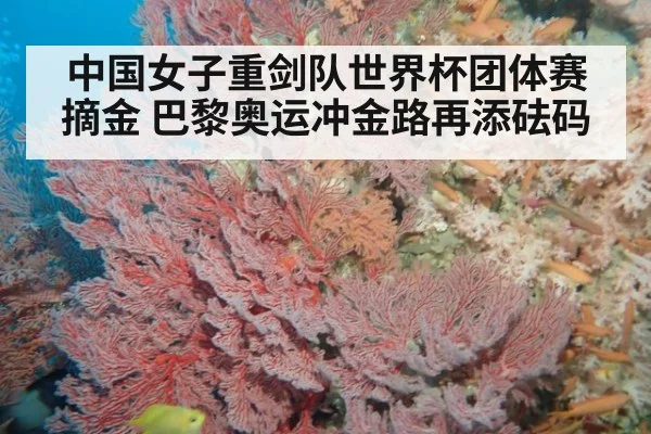 中国女子重剑队世界杯团体赛摘金 巴黎奥运冲金路再添砝码